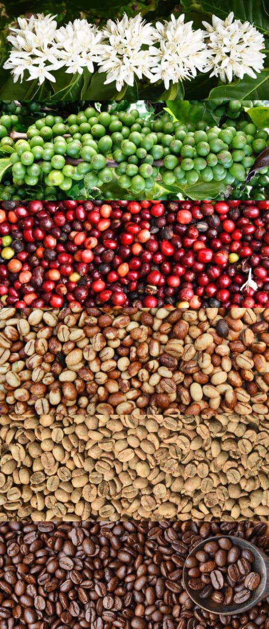 whatsapp image 2026 01 13 at 1.42.12 pm