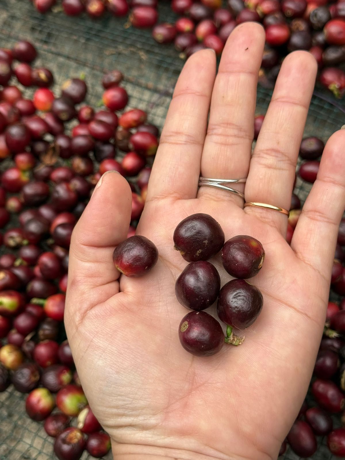 whatsapp image 2026 01 13 at 1.52.05 pm